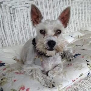 Meet your Posher, William